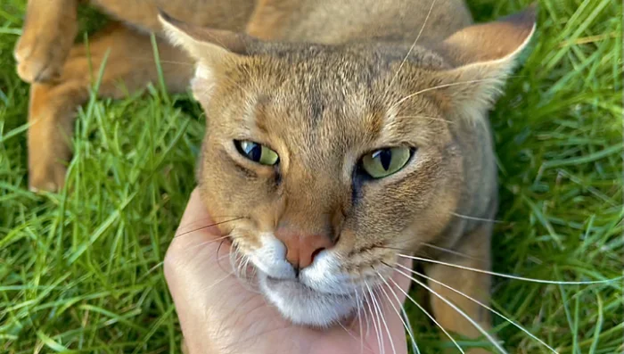 Кошки-хаос: какие породы не подходят для новичков?