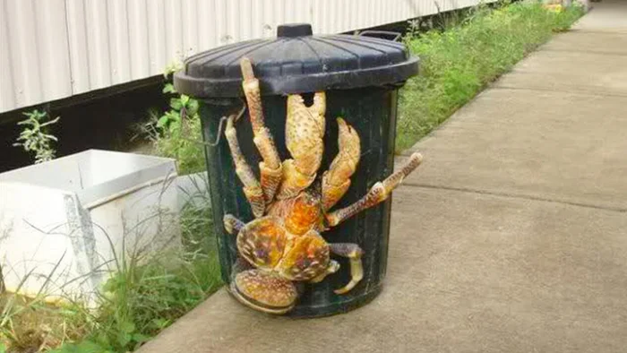 Осторожно, клешни! Этот краб легко может стащить ваши вещи