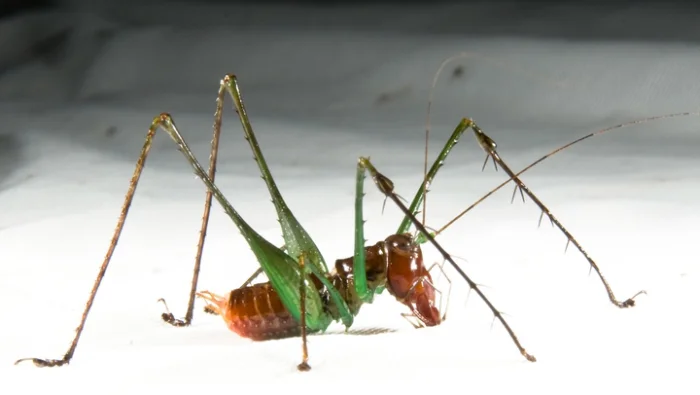 Жуткий кузнечик-охотник: терроризирует лес и насаживает добычу, как на шампур