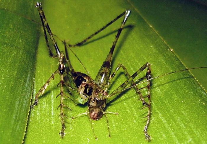 Жуткий кузнечик-охотник: терроризирует лес и насаживает добычу, как на шампур