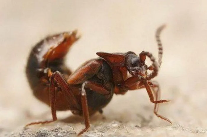 Жук-драгдилер: как ломехуза превращает муравьёв в зомби