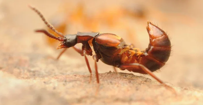 Жук-драгдилер: как ломехуза превращает муравьёв в зомби