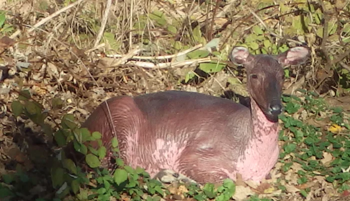 Беззащитные и уникальные: с чем сталкиваются лысые животные?