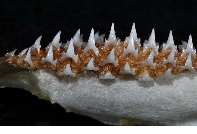 Пузатая и миролюбивая: акула, которая ломает стереотипы