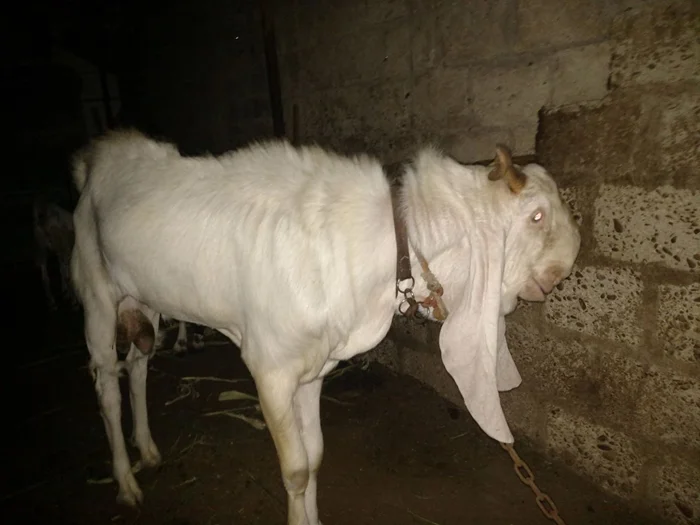 Шами – коза, похожая на корову: причуды арабской селекции