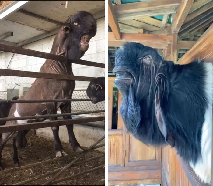 Шами – коза, похожая на корову: причуды арабской селекции