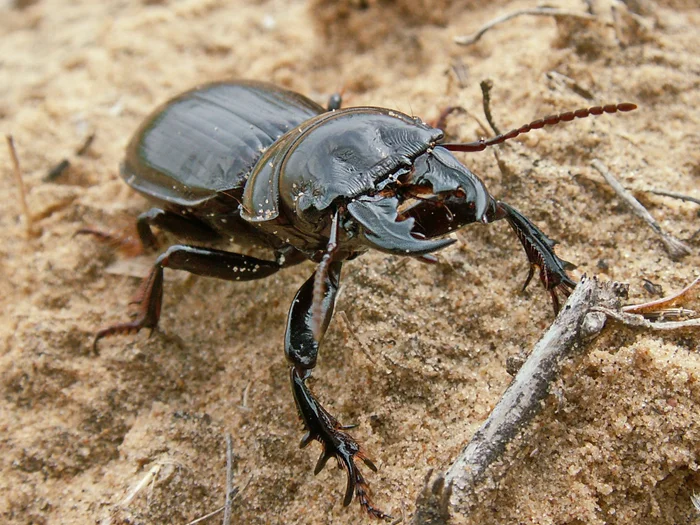 Скарита – тайный защитник сада: гроза всех вредителей!