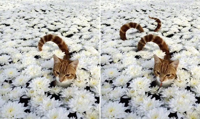 Когда фотошоп пошёл не по плану: 15 забавных переделок