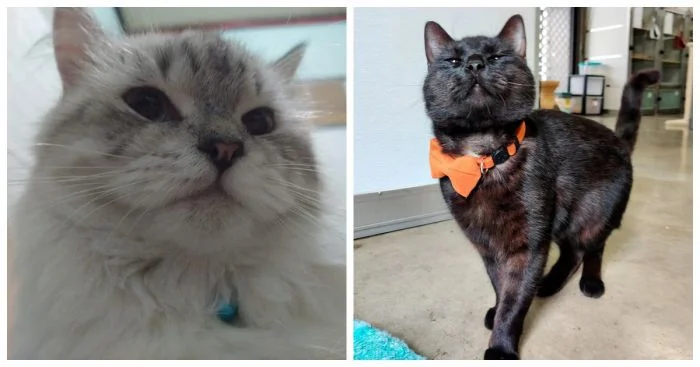 Эмоции на максимум: 20 котов-драматургов и весельчаков