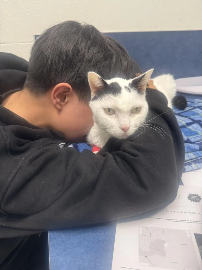 Эмоции на максимум: 20 котов-драматургов и весельчаков