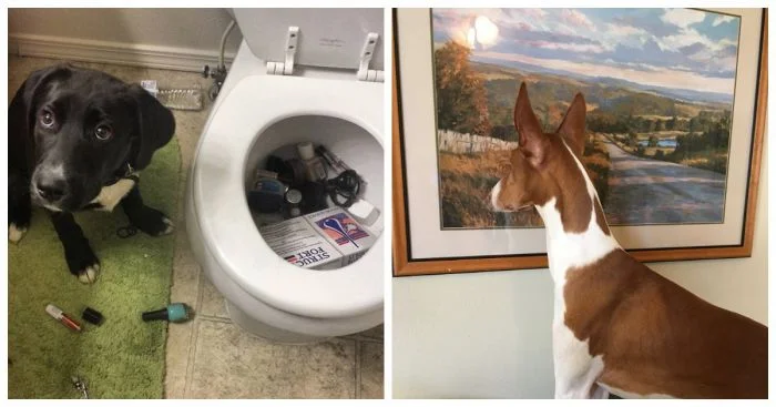 20 собак, которые явно не рассчитывали на такой поворот событий