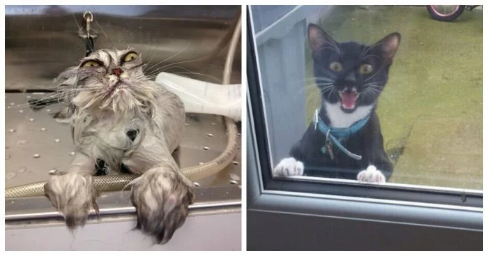 Когда мурлыка – настоящий актёр: 22 фото эмоциональных котанов