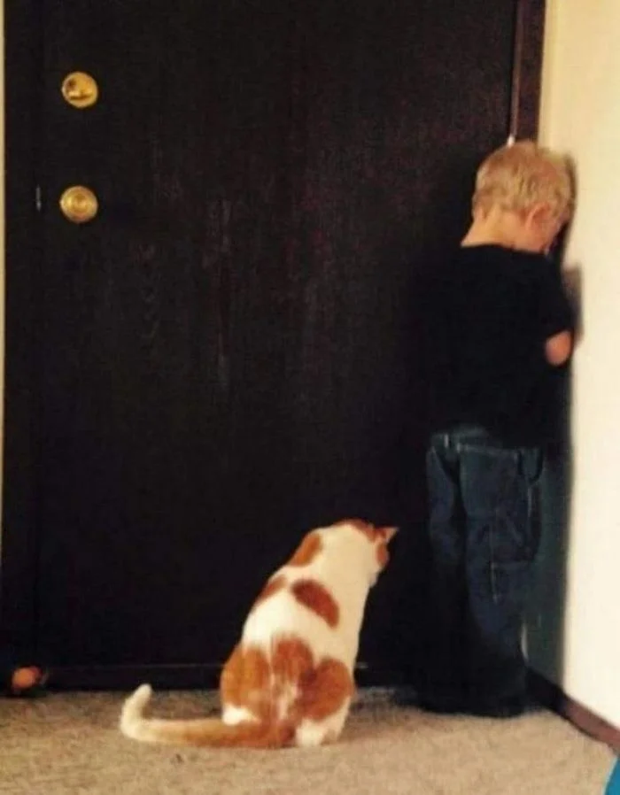 Когда мурлыка – настоящий актёр: 22 фото эмоциональных котанов