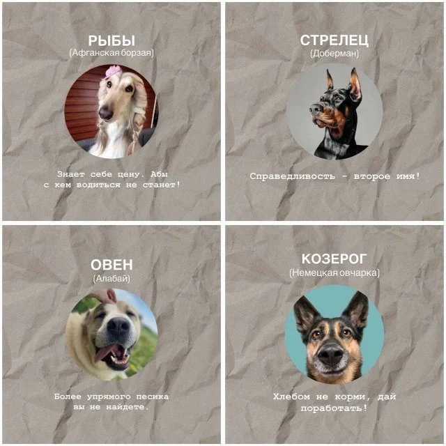 Собачий гороскоп: какая порода соответствует твоему знаку зодиака?
