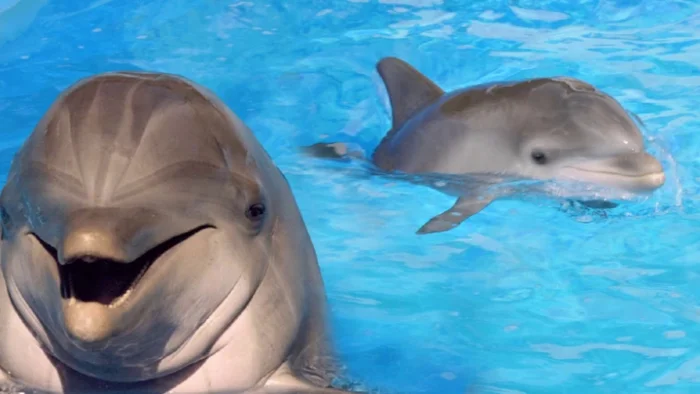 Почему акулы боятся дельфинов, хотя крупнее и сильнее их?