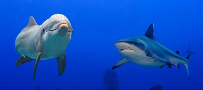 Почему акулы боятся дельфинов, хотя крупнее и сильнее их?
