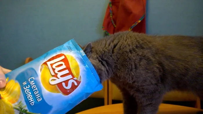 Чипсы и хищники: что в картошке с приправами сводит животных с ума?