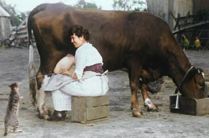 Коты в кадре: подборка забавных снимков, заряженных позитивом