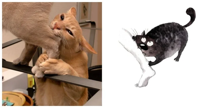 Провода, растения, руки – для этих 20 котов нет ничего несъедобного