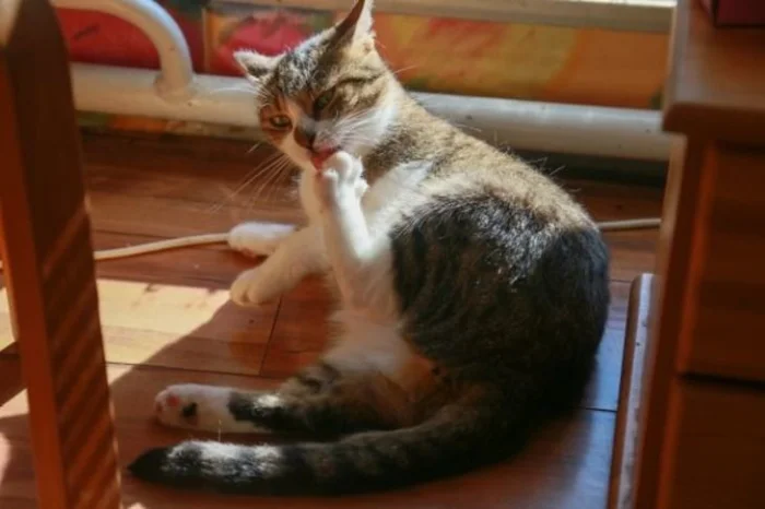 Провода, растения, руки – для этих 20 котов нет ничего несъедобного