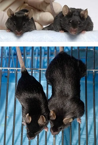 В России вывели кролика с гигантскими мышцами – зачем он нужен?