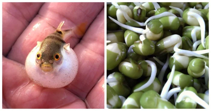 Фугу, фасоль и перец: 10 самых опасных продуктов в мире