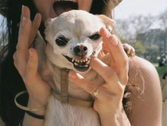 Идеальные собаки для новичков: список пород для первых хозяев