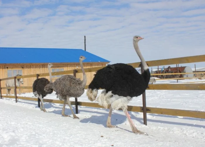 5 самых холоднокровных созданий природы — буквально!