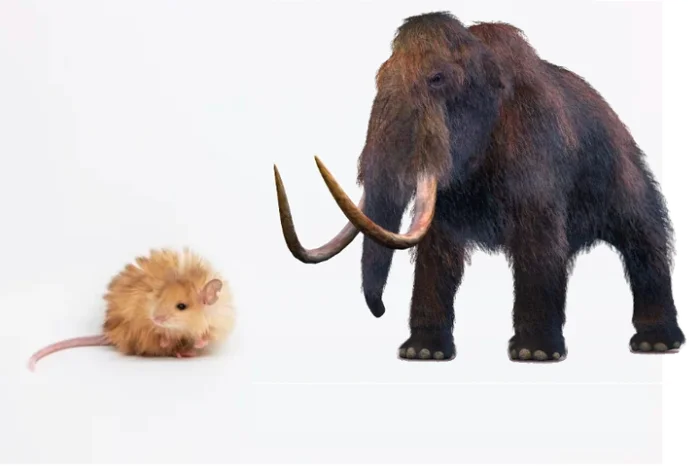 Учёные вывели «шерстистую мышь» — первый шаг к возвращению мамонтов
