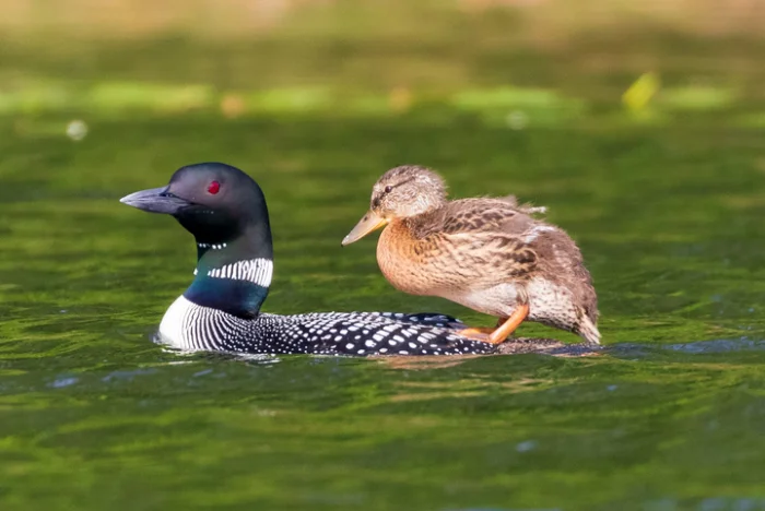 Почему утёнок катается на гагаре — редкий момент из природы