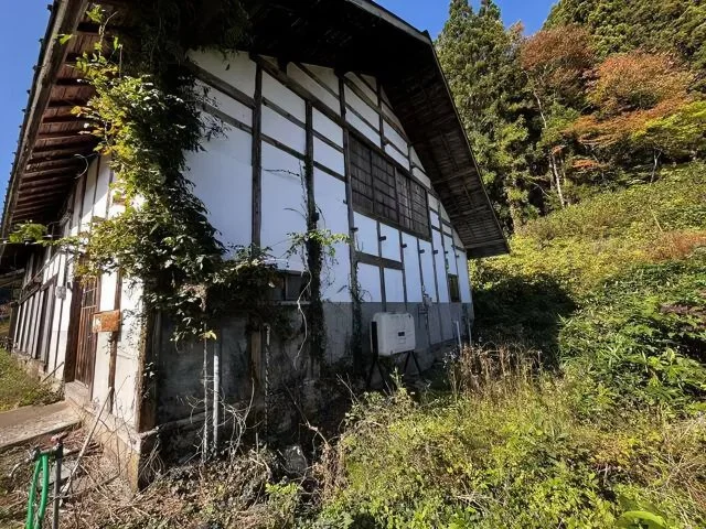 Цветущая мечта: в Японии можно купить дом с сакурой за 300 тысяч рублей