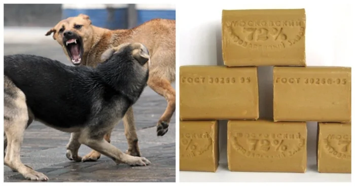 В Советском Союзе знали, как бороться с бездомными собаками – депутат ГД о шокирующем методе