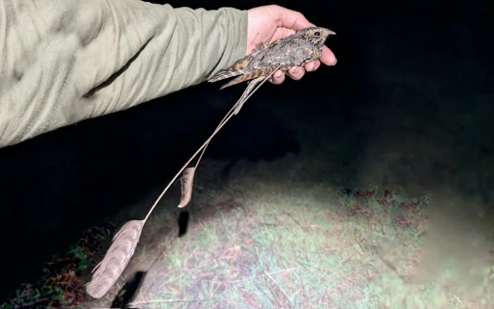 Ночь любви в Африке: как вымпеловый козодой использует огромные перья для ухаживания