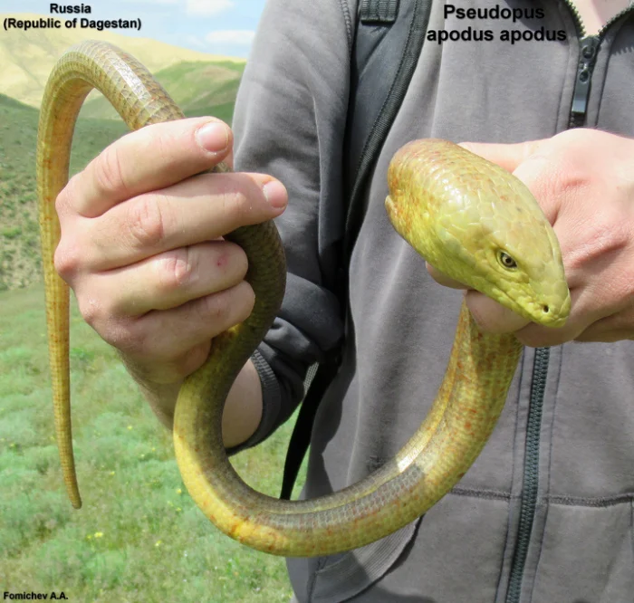 Желтопузик: Удивительное с Юга России. Эта ящерица не имеет конечностей, что пугает не знающих людей
