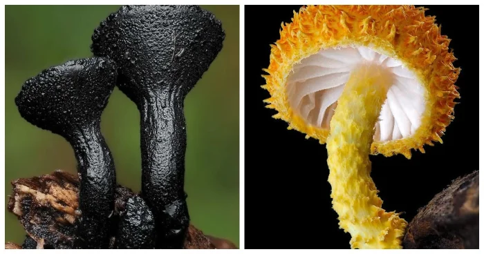 Удивительный мир грибов крупным планом: 13 завораживающих снимков