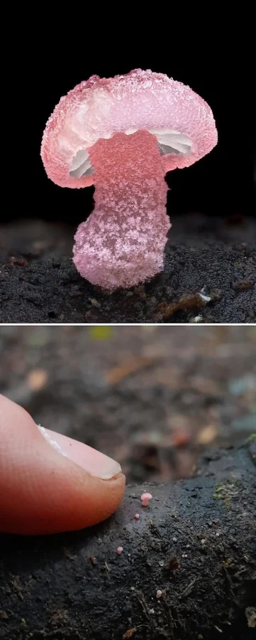 Удивительный мир грибов крупным планом: 13 завораживающих снимков