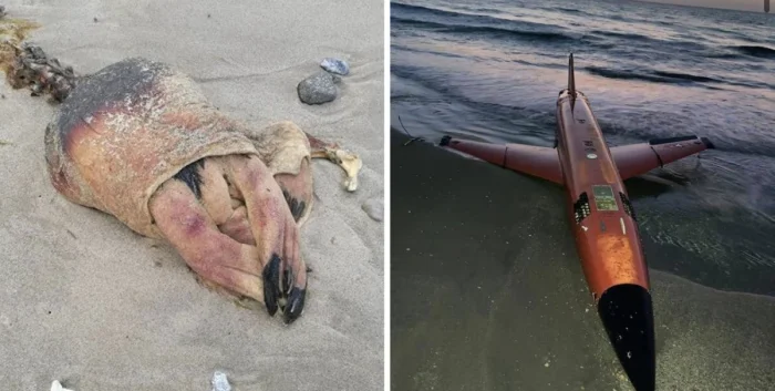 Что можно найти на пляже: 13 необычных находок со всего света