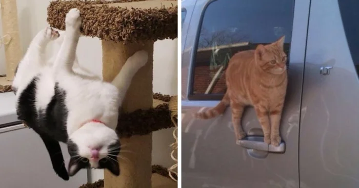 Гравитация? Не слышали! 15 котов, живущих по своим правилам