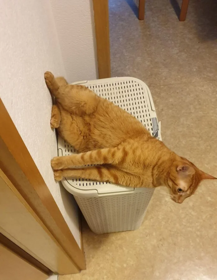 Гравитация? Не слышали! 15 котов, живущих по своим правилам