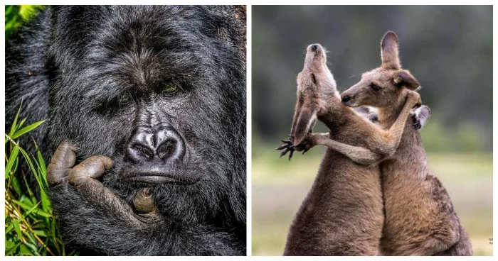 15 самых забавных снимков животных с конкурса Nikon Comedy Wildlife Awards