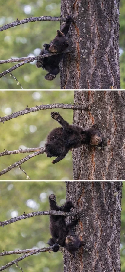 15 самых забавных снимков животных с конкурса Nikon Comedy Wildlife Awards