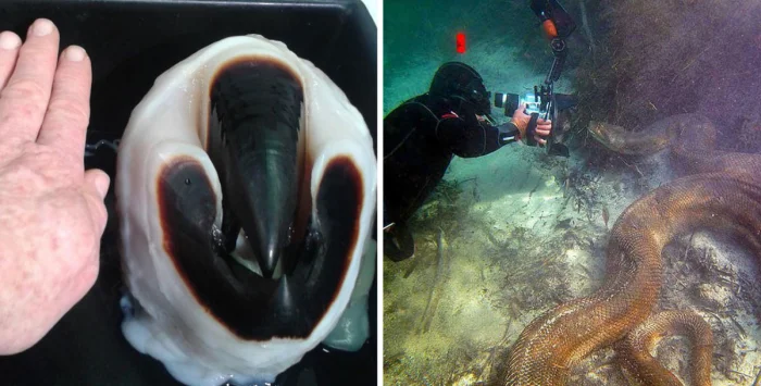 Когда звери удивляют: 17 снимков с другой стороны природы