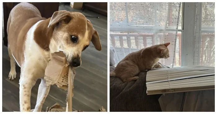 17 озорных усатых и хвостатых друзей, всегда готовых к веселью