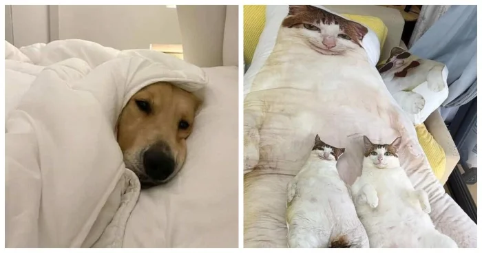 18 зверушек, которые моментально поднимут настроение