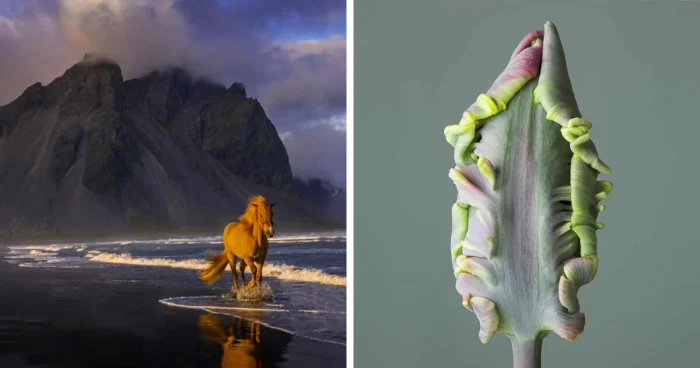 20 потрясающих снимков природы, отмеченных наградами на Fine Art Photography Awards 2025