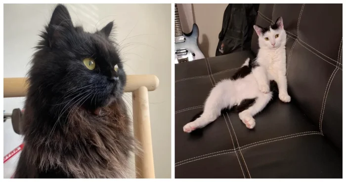 20+ котов, погружённых в дела поважнее наших — и с яркими эмоциями