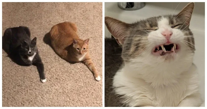 Чем заняты коты, когда никто не смотрит: 20 неожиданных моментов