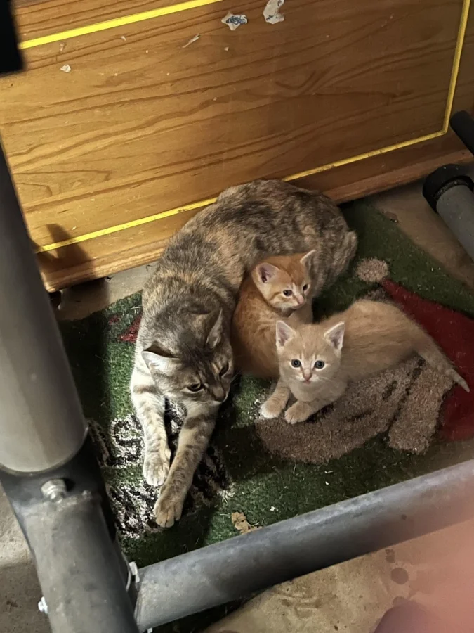 Чем заняты коты, когда никто не смотрит: 20 неожиданных моментов