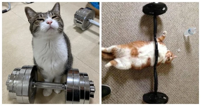 20 спортивных котиков, которые умеют не только валяться, но и удивлять