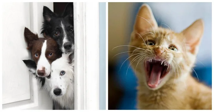 Более 20 очаровательных зверят, которые моментально улучшат день